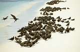656_Noddies op het strand van Michaelmas Kay (1)